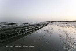 Image du Maroc Professionnelle de  À partir de 2004, la baie de Dakhla qui dispose de l’écosystème le plus adapté à l’élevage d’huîtres a connu l'installation de plusieurs projets ostréicoles productifs. Les premières fermes ostréicoles se sont installées en 2002 dans la région, devenue ces dernières années la plus productrice du pays avec 280 tonnes d’huîtres par an et un millier de personnes employées.  Mardi 21 Novembre 2006. (Photo / Abdeljalil Bounhar)


 